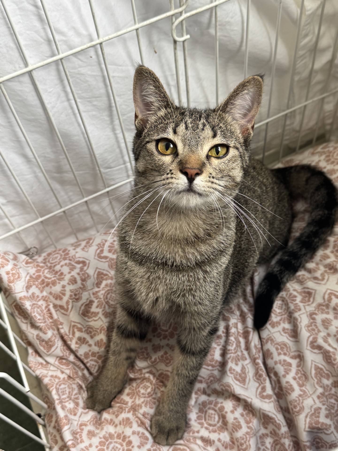 Little Miss Toffee is a gentle 10-month-old tabby kitten. She is a bit timid and needs an adopter willing to give her time to adjust to a new home and build trust. She is never aggressive — no hissing, scratching or biting. She loves toys and playtime. Little Miss Toffee has the potential to be a wonderful addition to a home. To meet Little Miss Toffee, email Catadoptions@nawsus.org. Visit nawsus.org.