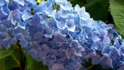 Lombard Garden Club to host hydrangeas presentation