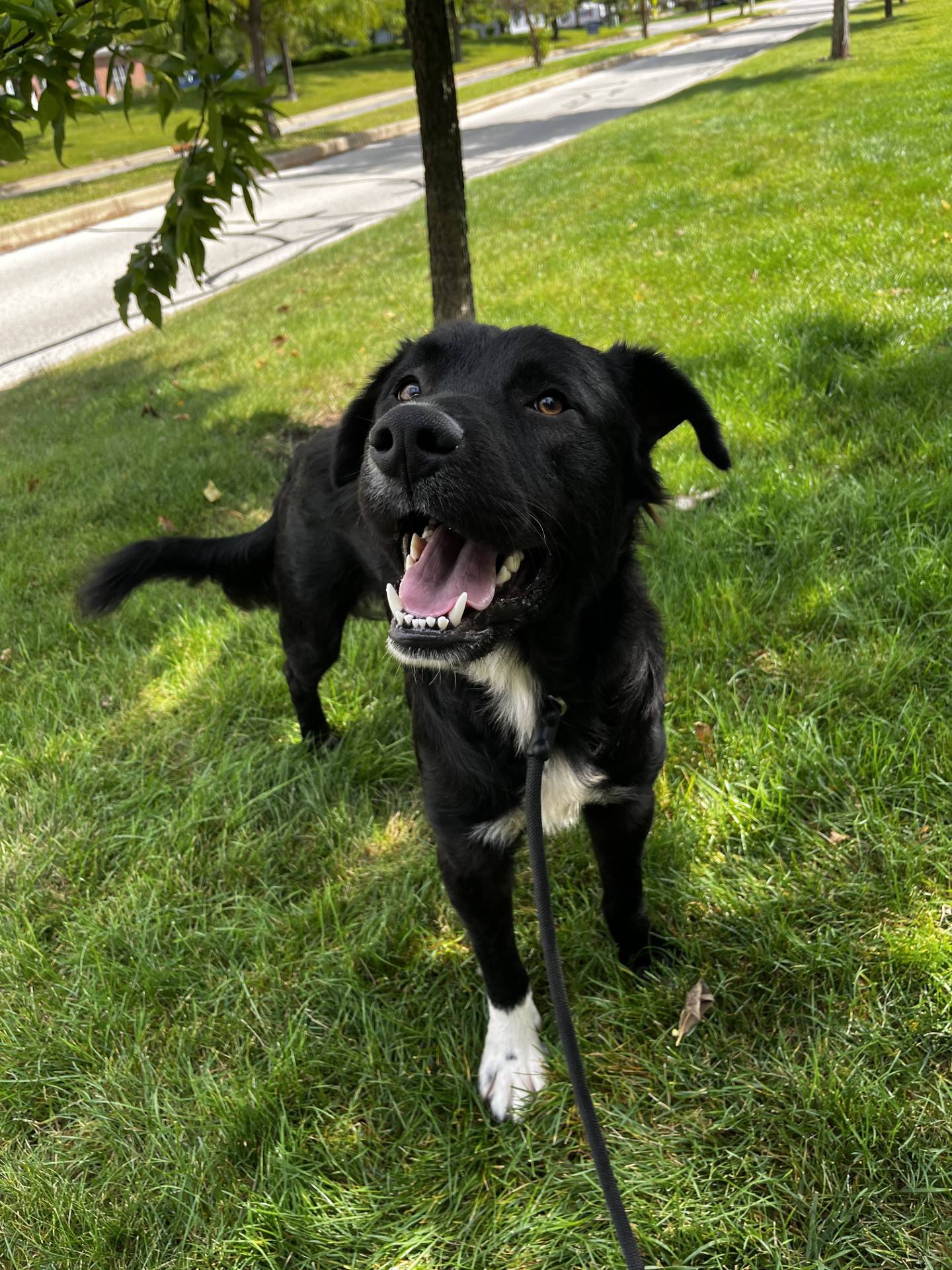 Willy is a 2-year-old male border collie/lab mix. He is an energetic, playful, and loves people. He needs a home with a big yard where he can run and play. Willy loves long walks, peanut butter treats and belly rubs. To meet Willie, email Dogadoption@nawsus.org. Visit nawsus.org.