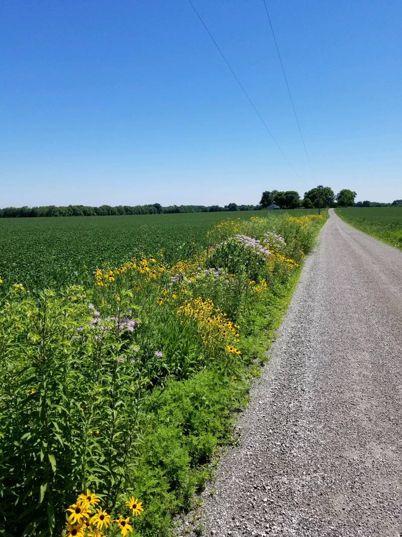 Wildflowers line the half mile road leading to  Half Mile Farm in Morris.
