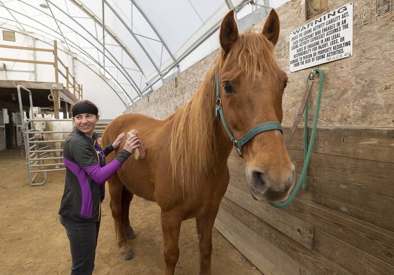 Student Emily grooms one of the horses stabled at Pegasus Tuesday, May 6, 2025.