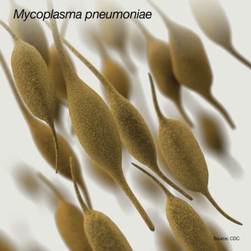 Infections caused by the bacteria mycoplasma pneumoniae, which can lead to walking pneumonia, are on the rise, especially among young children, health officials say.