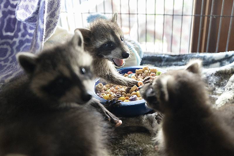 Young raccoons dig into a bowl of cereal Thursday, June 26, 2025.