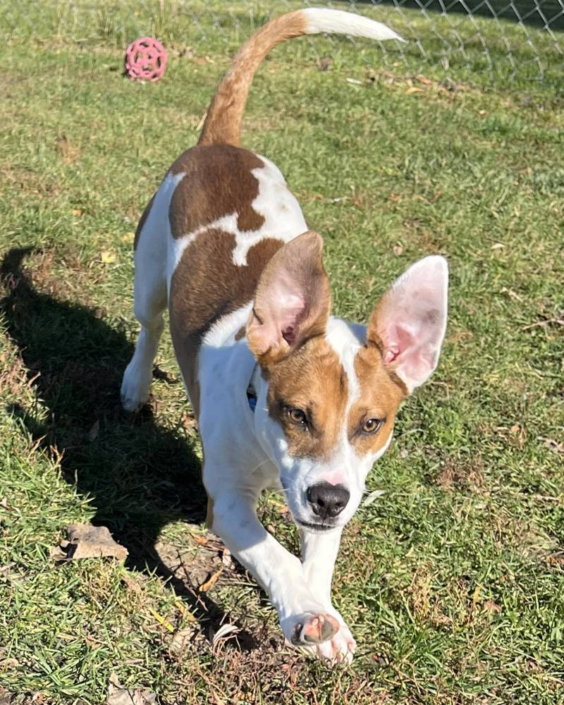 Clover is Save-A-Pet's pet of the week for Nov. 6, 2025.