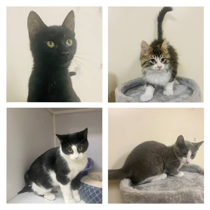 Morris HeraldNews Pets of the Week Dec. 26, 2022 Shaw Local