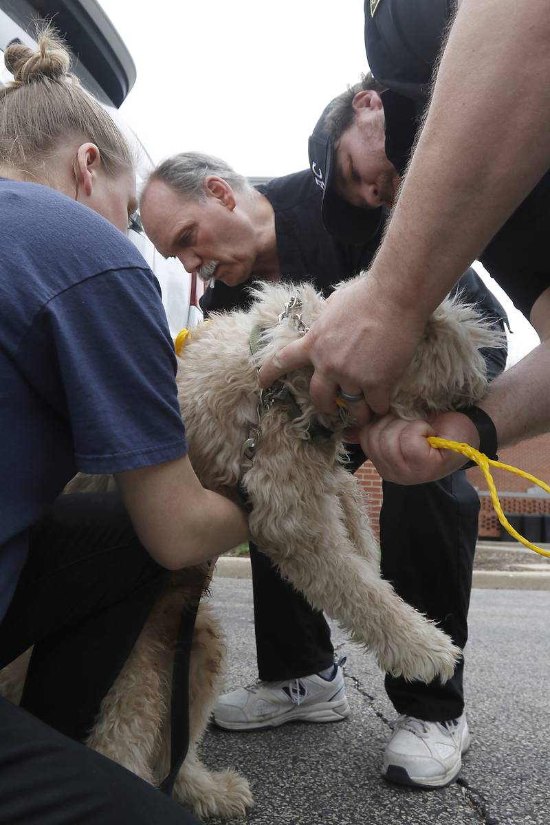 Veterinarian Peter Kennedy (center) gives a dog a rabies shot as Janelle Carlson (left) and Jason Enos hold the dog during a rabies vaccine event on Tuesday, April 16, 2024, at the McHenry County Animal Control and Adoption Center, in Crystal Lake. Two more low-cost rabies vaccination clinics will be offered on May 14th, and May 21st. The clinics are by appointment only, and registration is available online at bit.ly/MCAC-clinics.