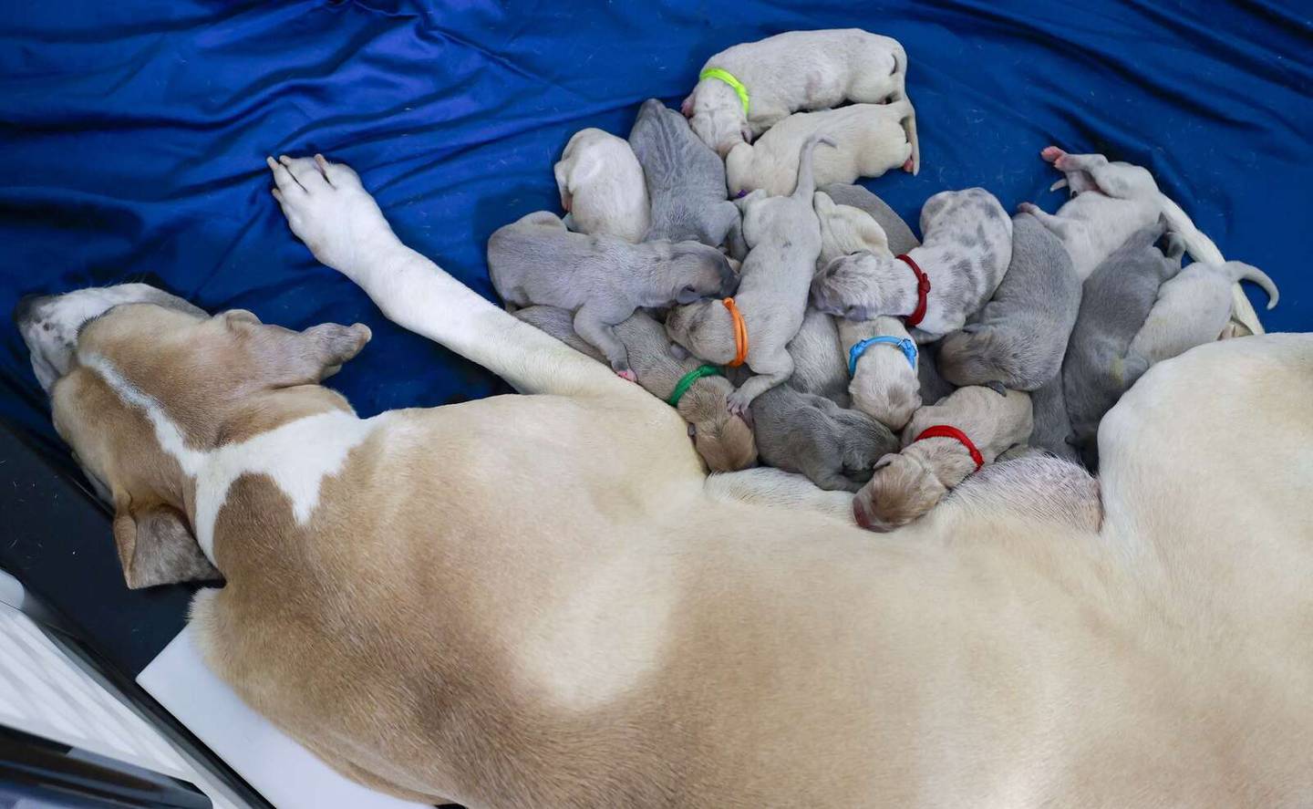 Great Dane Piper rests with her 19 puppies, born April 21, 2026, at their Batavia home.