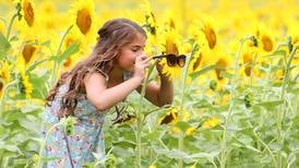 Photos: Matthiessen State Park sunflower field hits peak bloom 