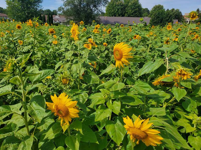 Norberg Memorial Home - Learning to Grow After a Loss
