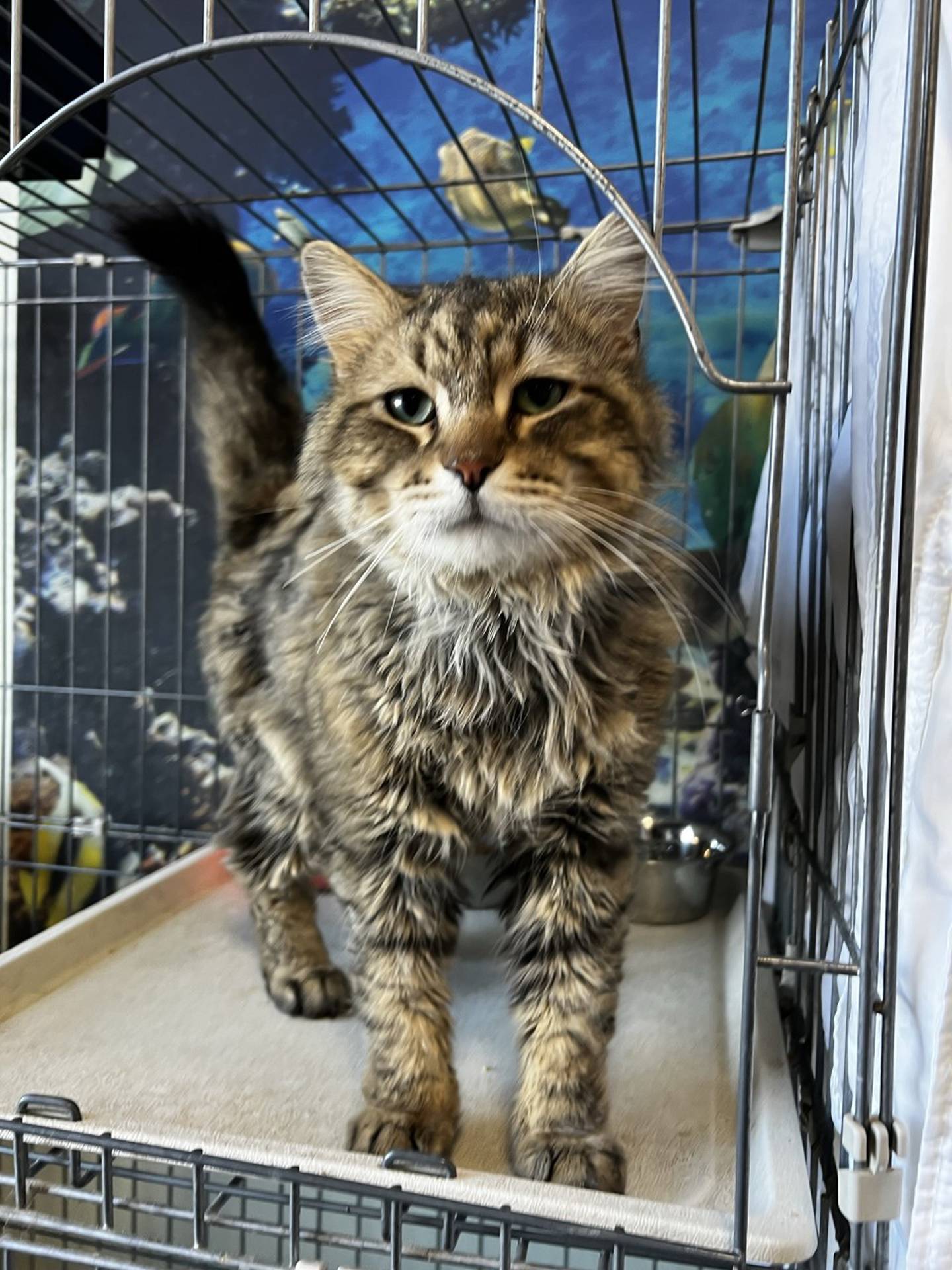 Shamrocky is a 6-year-old domestic long hair tabby that was found as a stray. He is engaging, curious and friendly. He likes pets and seems to have a gentle nature. He is FIV-positive and must be the only cat in a home, live with other FIV positive cats, or possibly live with other non-aggressive cats. To meet Shamrocky, email Catadoptions@nawsus.org. Visit nawsus.org.