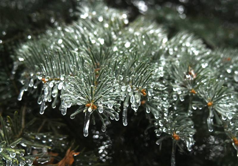 Ice forms on an evergreen in Oregon late Wednesday afternoon after freezing rain fell across portions of Ogle County making travel hazardous for motorists and prompting cancellations of evening events.