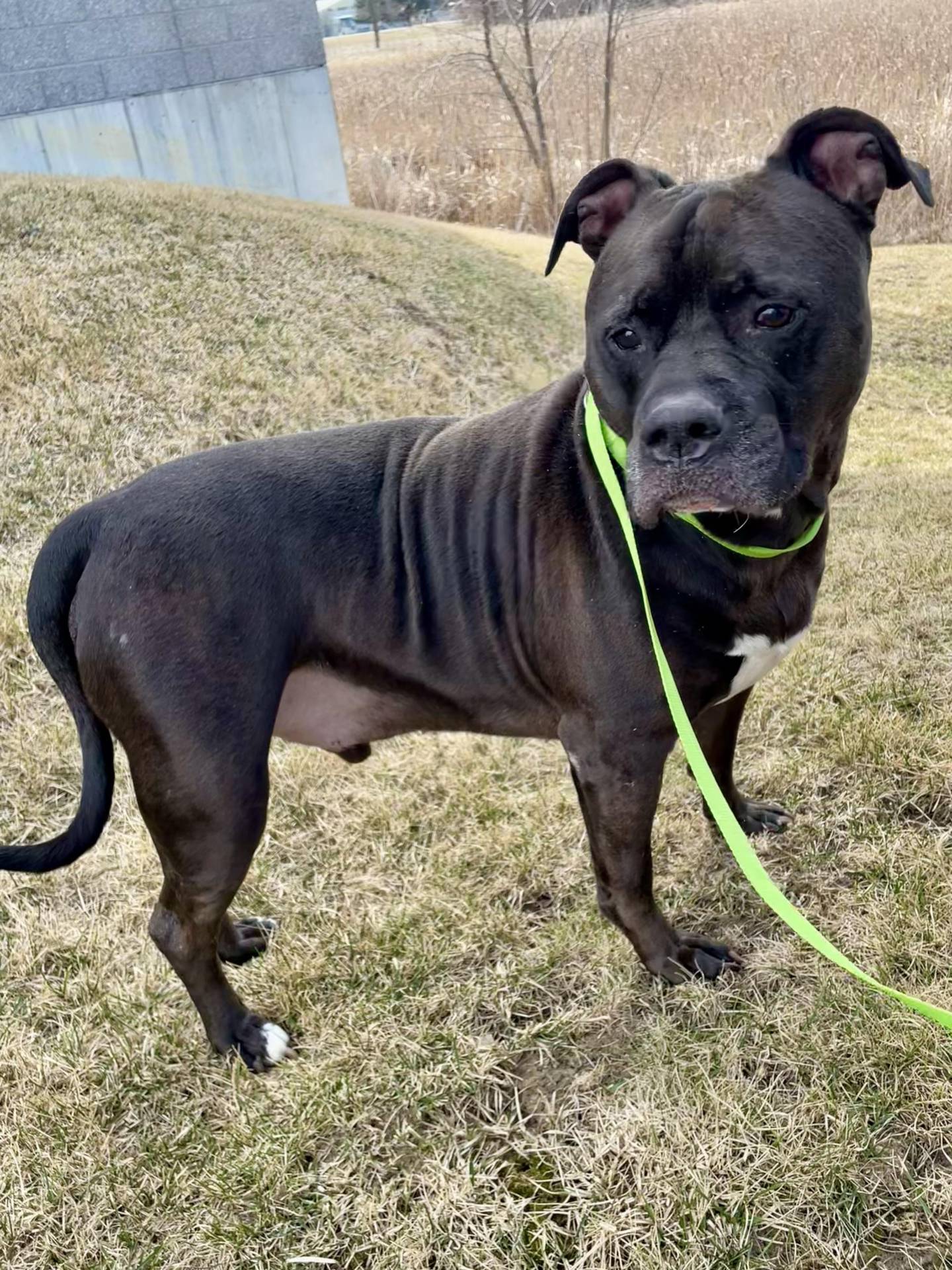 Five-year-old Kane is microchipped and current on vaccinations. Kane came to the shelter with his brother, who has since found his forever home. Kane is sweet and loves everyone he meets, including other dogs. Kane will likely need knee surgery due to an old injury. Kane is treat-motivated and listen very well. He loves walks, playing fetch and snuggling. His adoption fee is already covered. To meet Kane, contact Will County Animal Protection Services at adopt@willcounty.gov or 815-462-5633.