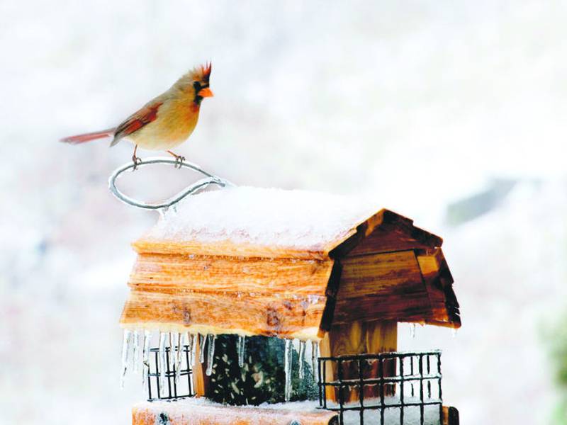 Kane County Audubon Society events set for February