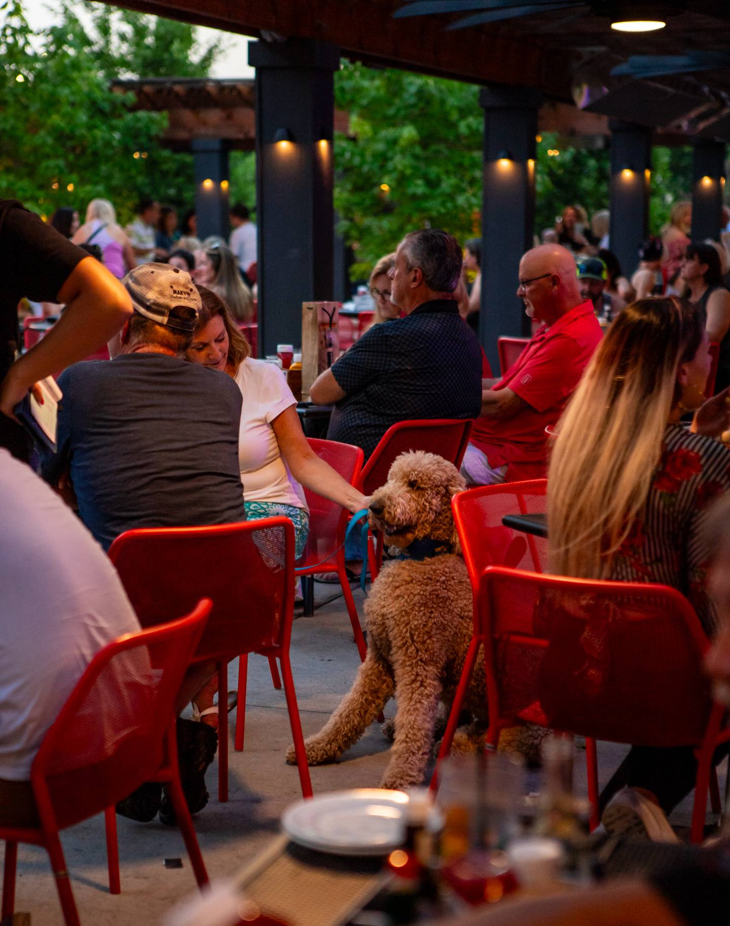 Some restaurants and cafes, like Old Republic Kitchen + Bar, feature patios where dogs are welcome to hang out with their humans.