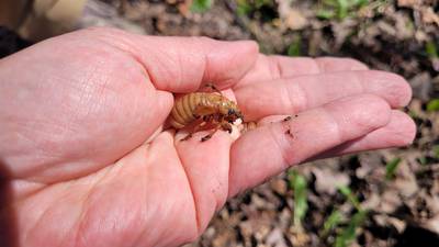 Cicadas on the way: How McHenry County is prepping for the mass arrival and where you can track sightings