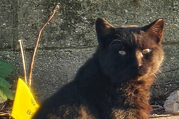 La Salle County Sheriff encourages trap-and-release for feral cats