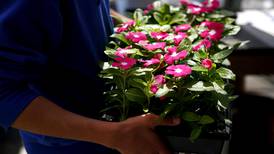 Plant sales Saturday in Harvard, Crystal Lake area raise funds for groups, youths