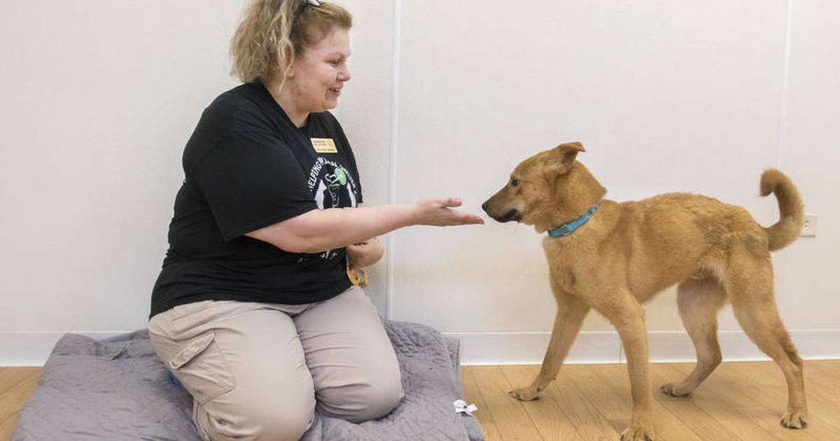 Helping Paws Animal Shelter in Woodstock saves dogs from South Korean