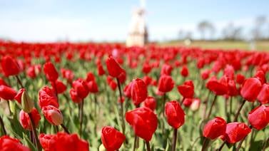 Tickets on sale now for Midwest Tulip Fest at Kuiper’s in Maple Park 