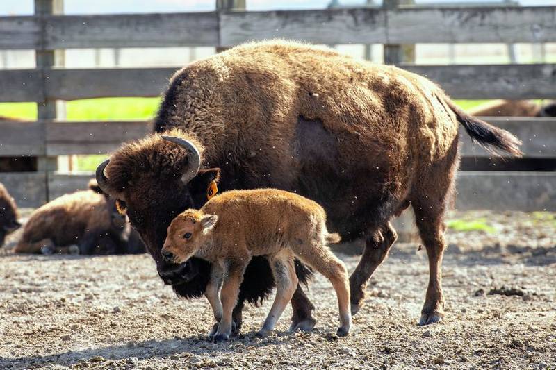 Fermilab's first calf was born Thursday, April 13, marking the start of the new calf season this spring.