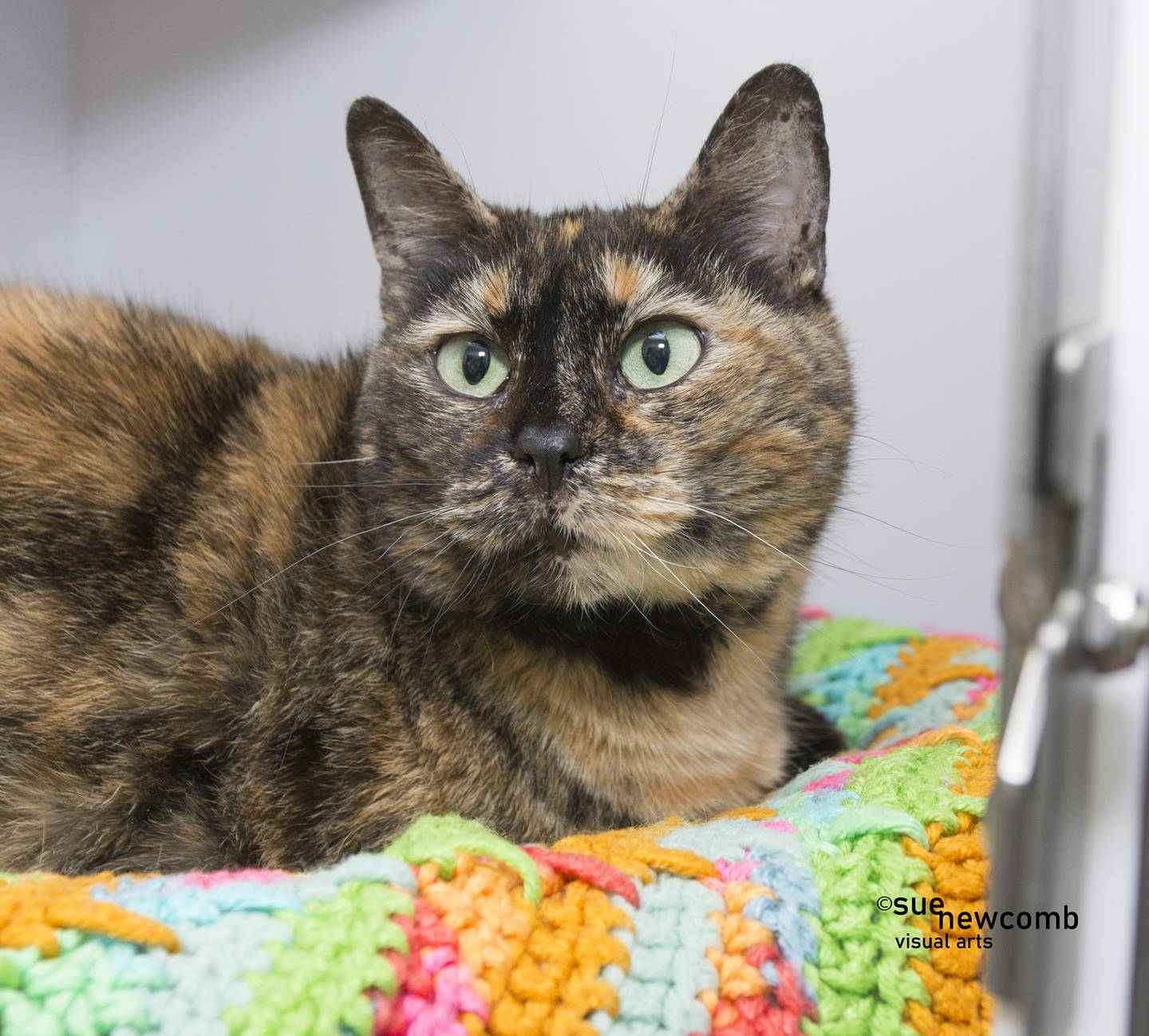 Hallie is a domestic shorthair tortie who is sweet and loves human attention. She is a bit hesitant around other cats. Contact the Will County Humane Society at willcountyhumane.com and follow the instructions for the adoption process.