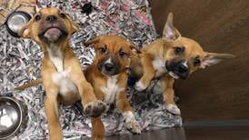 Photos: DeKalb Chamber Nonprofit of the Year Tails Humane Society