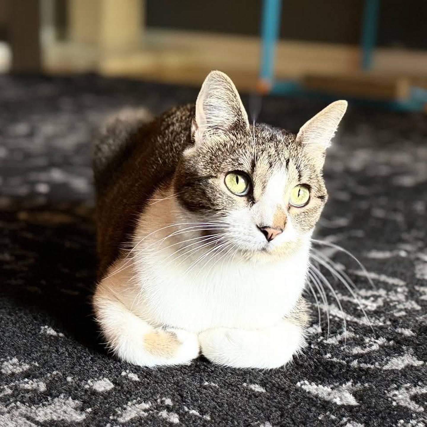 Ellie loves a good game of tag and would thrive in a home with another energetic feline friend. She’s an independent gal with a big personality. She is also a bird-watching fanatic and is obsessed with toys. Ellie knows her name and loves a good petting session. To meet Ellie, visitForgetMeNotRescue.com/adoptables.