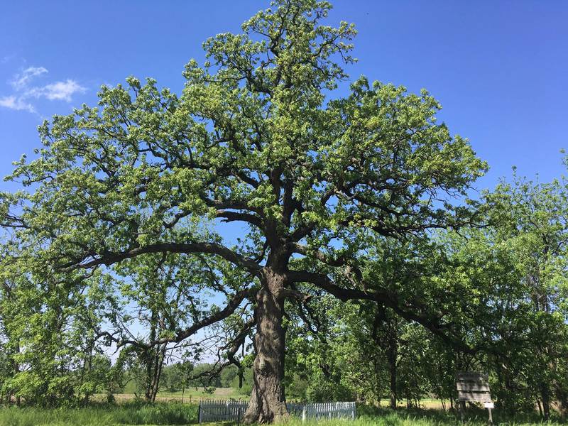 The Witness Tree is a more than 250-year-old burr oak in rural Bureau County, about 3.5 miles south of Mineral. The Bureau County Soil and Water Conservation District manages the tree's preservation.