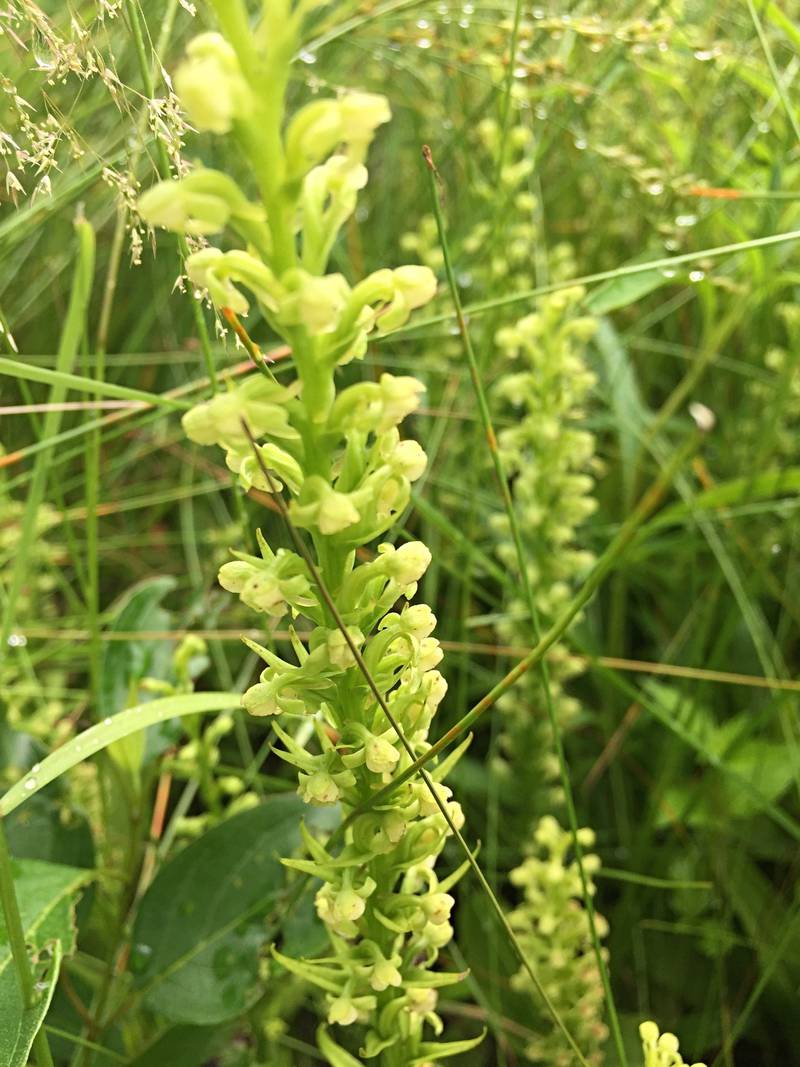 The rare and state-threatened tubercled orchid, which prefers moist sandy soils, has been spotted in the Forest Preserve District’s Braidwood Sands region.
