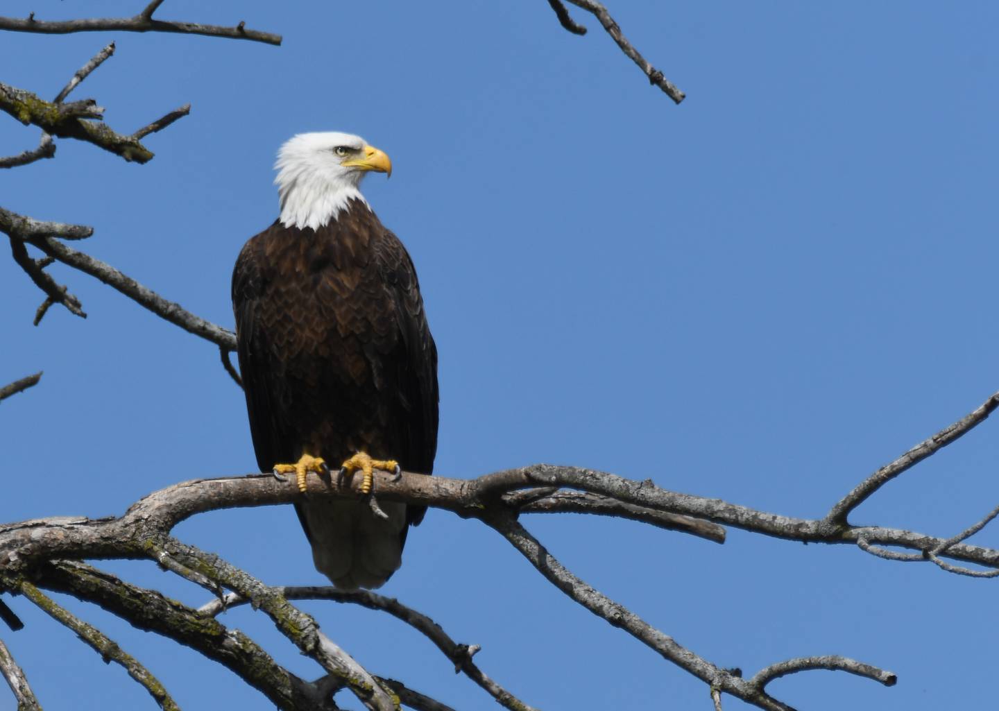 A bald eagle is seen in Hammel Woods, Shorewood, in 2021. The Forest Preserve District of Will County will host its annual Eagle Watch program on Jan. 14  at the Four Rivers Environmental Education Center in Channahon.