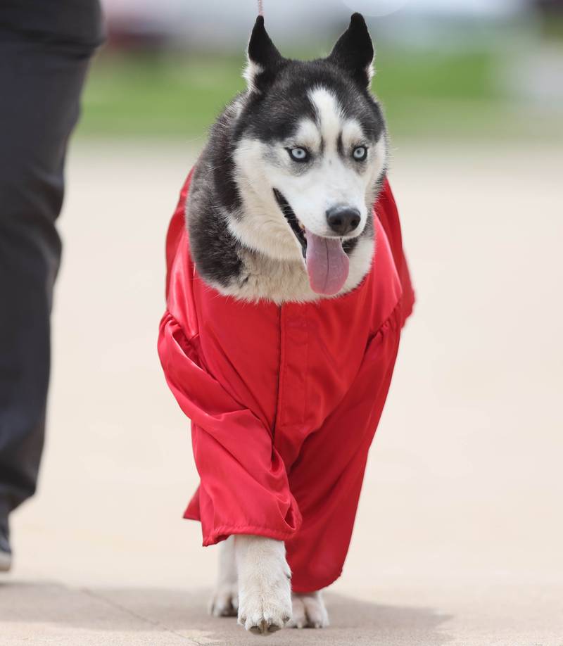 Mission arrives for graduation in his robe Saturday, May 14, 2022, during the first of two undergraduate commencement ceremonies in the Convocation Center at NIU in DeKalb.