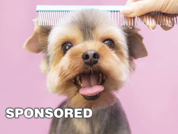 Why you should make grooming a priority for your pet