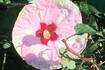 Spaulding Elementary remembers one of its own with beautiful garden