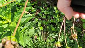 Down the Garden Path: Is deadheading scary or beautiful?