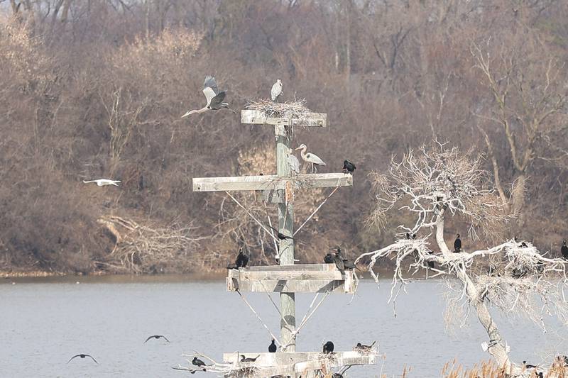 A heron leaves the nest at the Lake Renwick Heron Rookery Nature Preserve in Plainfield on Thursday, March 26, 2026.