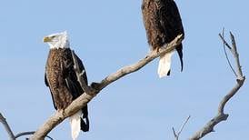 As lead appears in eagles around Illinois, experts believe lead ammunition plays a key role