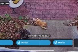 Video: Pet cat shot in Crystal Lake