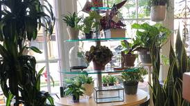 Down the Garden Path: Protect your pets – keep paws off indoor plants 
