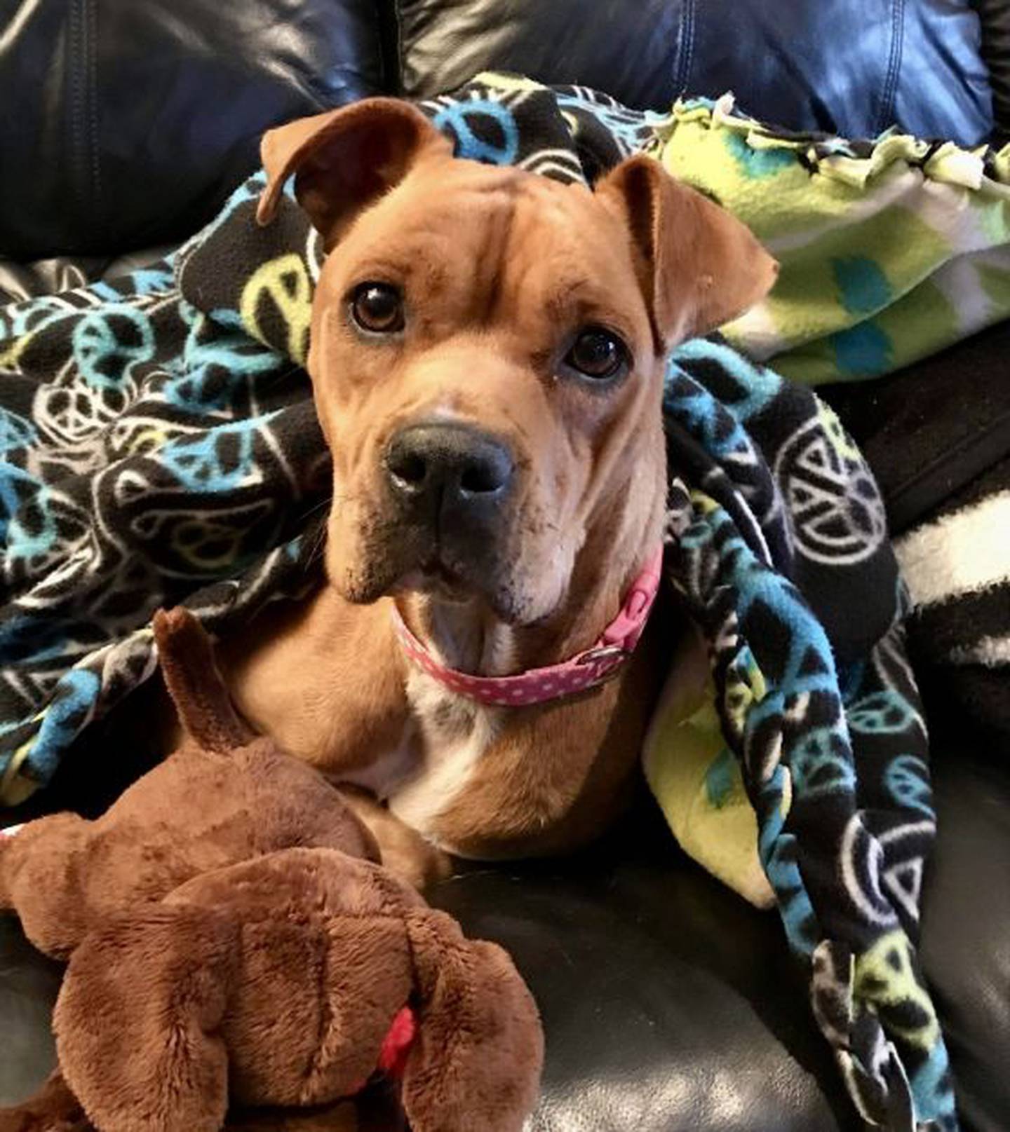 Bianca is a 5-year-old boxer mix. She arrived at Hopeful Tails very pregnant, malnourished and wound up with an emergency Cesarean section. Bianca had six puppies and all six died due to her having a severe infection. The loss of her babies put her into a deep depression. Bianca :adopted” a stuffed toy and treated it as if it were her puppy. She is doing better.
She is playful and loves snuggling next to people on the couch. She  needs to be the only dog in the home and a fenced yard is preferred. To  meet Bianca, contact Hopeful Tails Animal Rescue at hopefultailsadoptions@outlook.com. Visit hopefultailsanimalrescue.org.