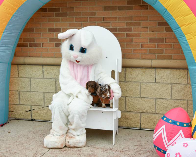 Liberty, 2, right, and Penelope, 2, of Elmhurst pose with the Easter bunny during the Easter egg hunt on Saturday April 19, 2025, held at Berens Park in Elmhurst.