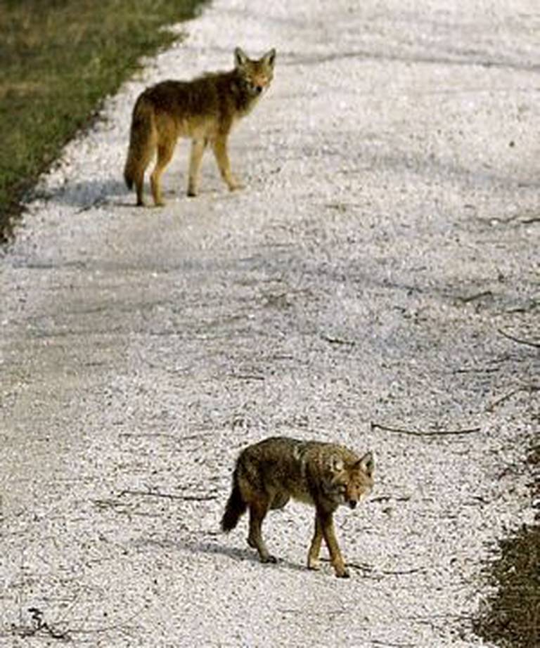 Two coyotes appear on a hiking trail at the Fox River Forest Preserve in Port Barrington.