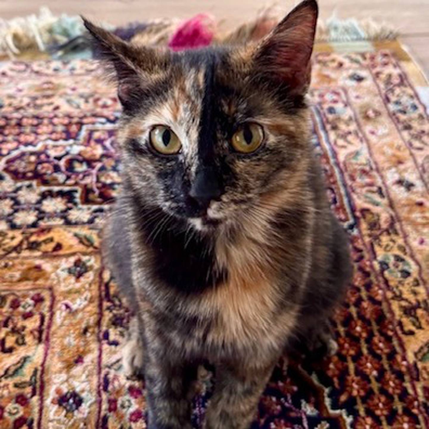 Playful Shamrock is full of energy and loves all kinds of toys. She’s super friendly, social, and loves to play but is just as happy to curl up for a cozy nap. Shamrock is easygoing and adaptable and does well with cats, dogs, and kids, Shamrock should fit right into almost any home. To meet Shamrock, visit thekittysquad.com/adoptables.