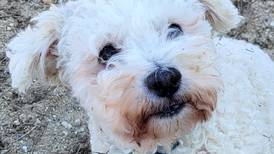 Super gentle dog ready to win over forever family