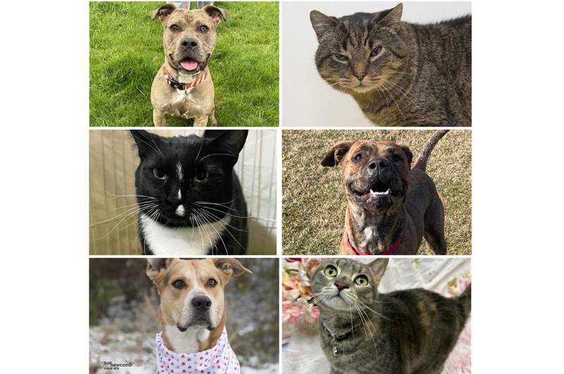 The Herald-News presents this week’s Pets of the Week. Read the description of each pet to find out about that pet, including where it can be adopted.