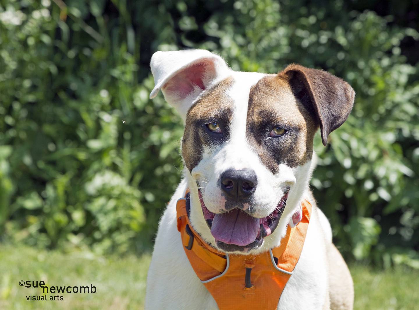 Marlo is a large pit bull/Saint Bernard mix who is goofy and playful. She has tons of energy, loves to play with balls, and is very strong. Marlo needs an active and strong owner. Contact the Will County Humane Society at willcountyhumane.com and follow the instructions for the adoption process.