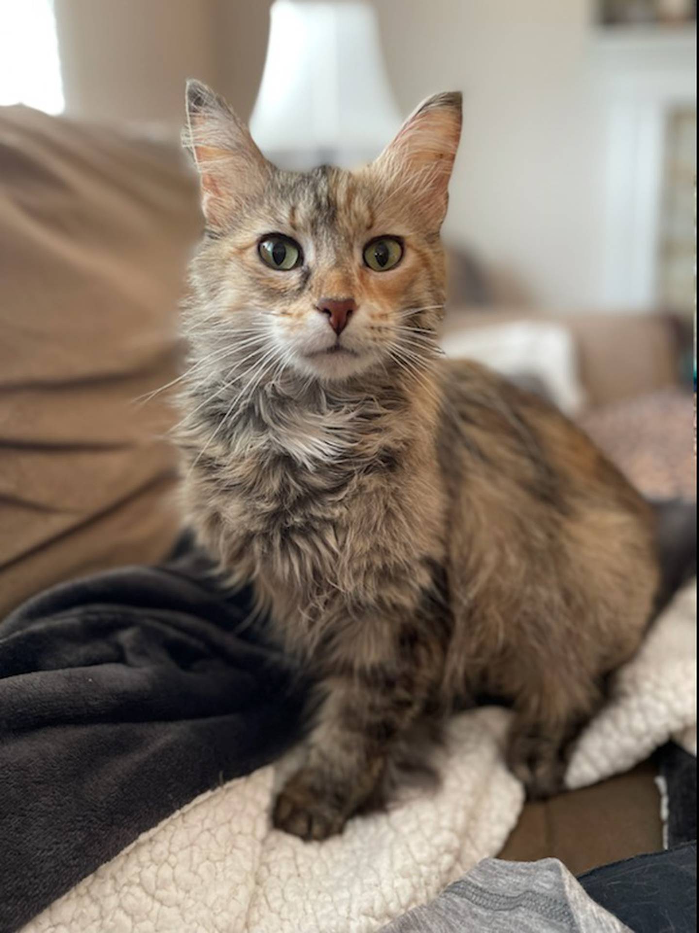 Samira is a 4-year-old female long-haired tortie. She is sweet and affectionate, loves chin rubs, and will give affectionate head bumps. She can be a little shy in new situations and will need a patient and understanding adopter. She can sometimes be unsure of other cats and would need a slow introduction. To meet Samira, email Catadoptions@nawsus.org. Visit nwsus.org.