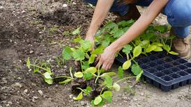5 Things to Do: Gardenfest at MCC, happy hour at the McHenry County History Museum