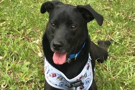 Playful puppy ready to bring fun into forever family’s life