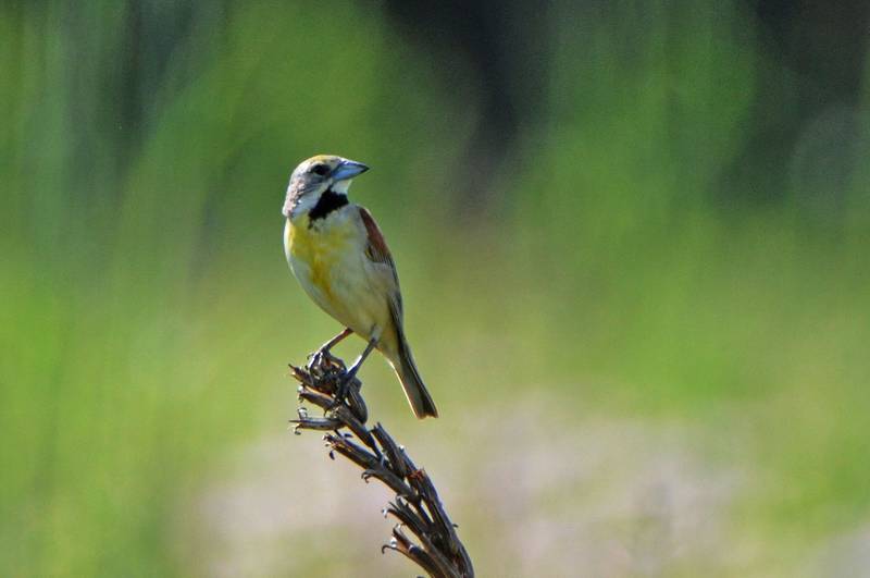 This dickcissel prefers open areas for nesting, including clover fields, and it has the nickname “little meadowlark.” The species is on the state’s list of Species in Greatest Conservation Need and it has been spotted in the Forest Preserve District’s southern preserves.