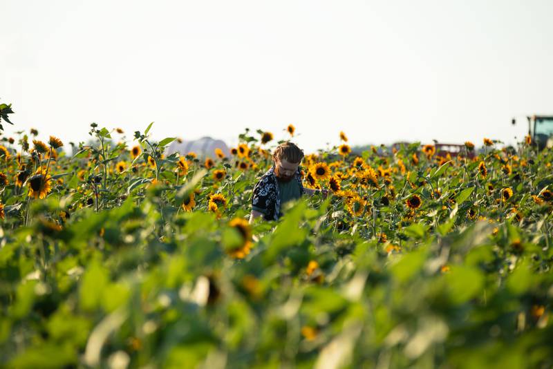 Quintin Kotlicky of Batavia picks sunflowers at Wiltse Farm's Sunflower Fest in Maple Park on Thursday, July 21, 2022.